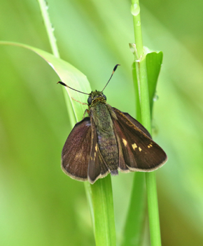 Little Glassywing